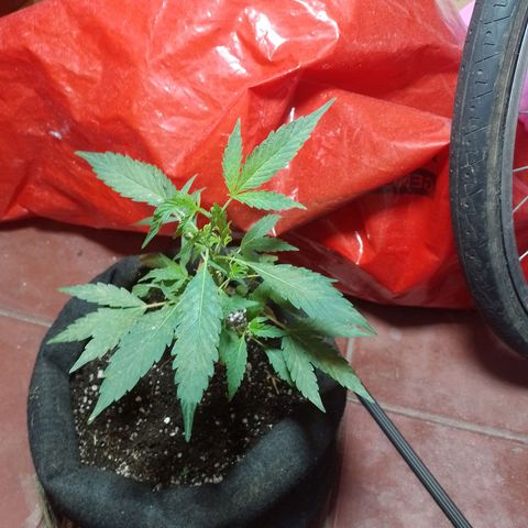 Wonder Pie 1er cultivo growlog timeline photo
