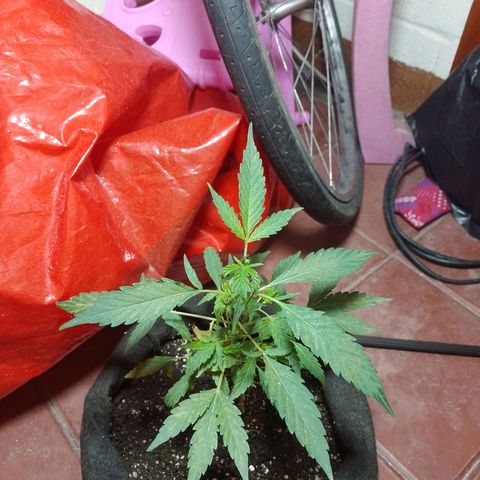 Wonder Pie 1er cultivo growlog timeline photo