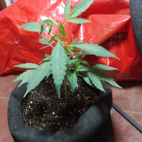 Wonder Pie 1er cultivo growlog timeline photo
