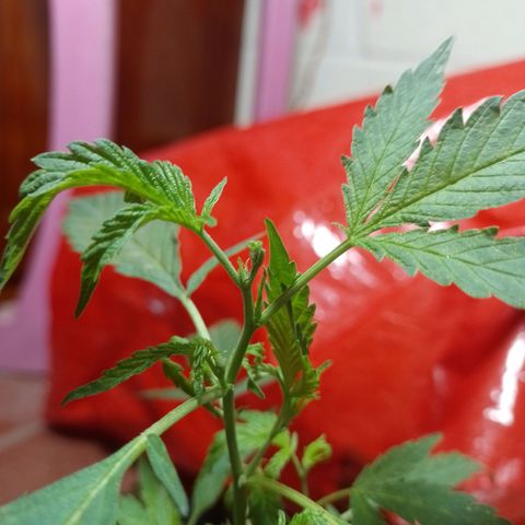 Wonder Pie 1er cultivo growlog timeline photo