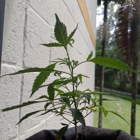 Wonder Pie 1er cultivo growlog timeline photo