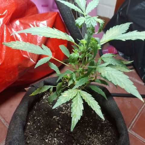 Wonder Pie 1er cultivo growlog timeline photo
