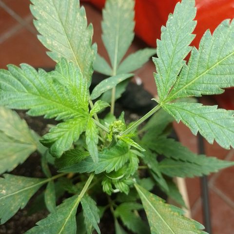 Wonder Pie 1er cultivo growlog timeline photo