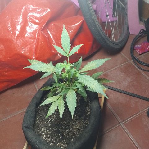 Wonder Pie 1er cultivo growlog timeline photo