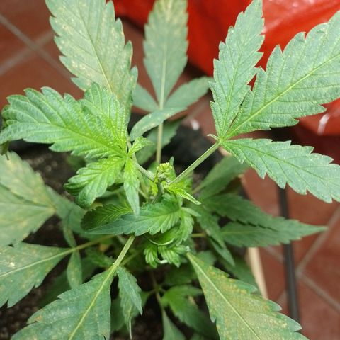 Wonder Pie 1er cultivo growlog timeline photo