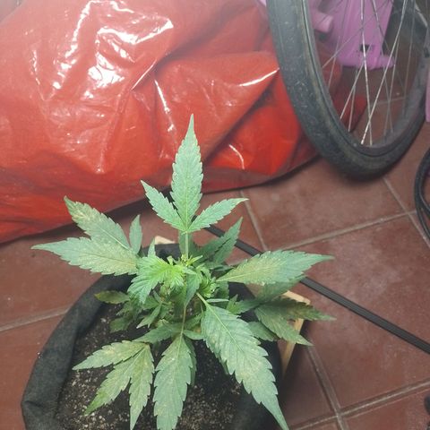 Wonder Pie 1er cultivo growlog timeline photo