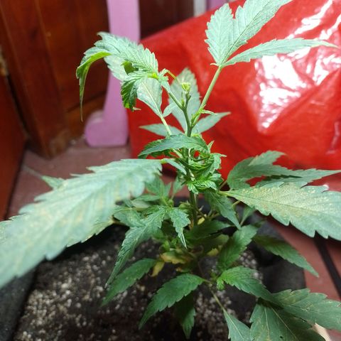 Wonder Pie 1er cultivo growlog timeline photo