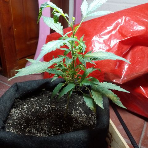 Wonder Pie 1er cultivo growlog photo: Los puntos y manchas amarillas no sé porque salen. Estoy investigando.. de resto todo se ve normal