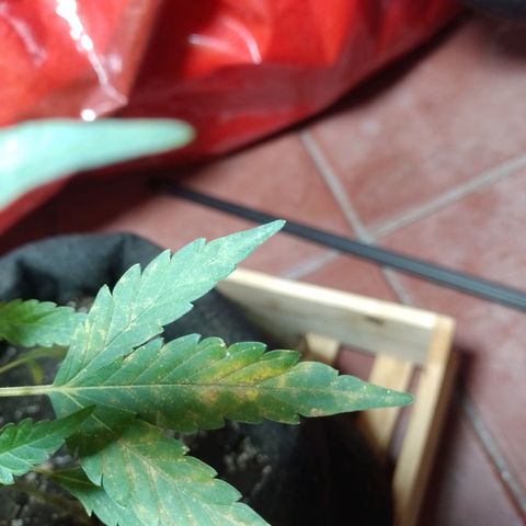Wonder Pie 1er cultivo growlog photo: Los puntos y manchas amarillas no sé porque salen. Estoy investigando.. de resto todo se ve normal