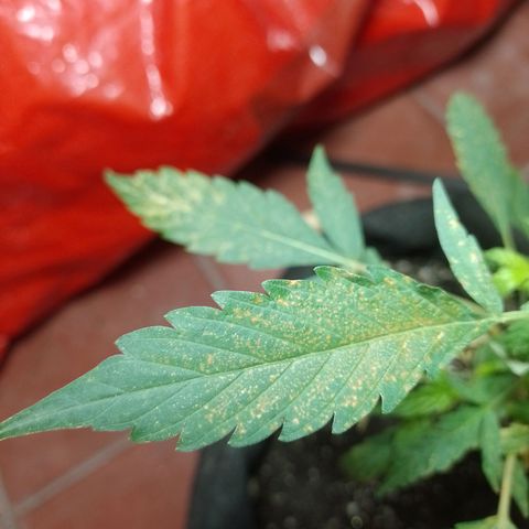 Wonder Pie 1er cultivo growlog photo: Los puntos y manchas amarillas no sé porque salen. Estoy investigando.. de resto todo se ve normal