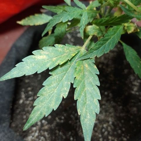 Wonder Pie 1er cultivo growlog photo: Los puntos y manchas amarillas no sé porque salen. Estoy investigando.. de resto todo se ve normal