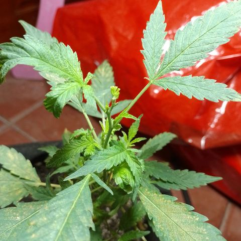 Wonder Pie 1er cultivo growlog photo: Los puntos y manchas amarillas no sé porque salen. Estoy investigando.. de resto todo se ve normal