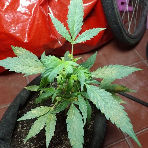 Wonder Pie 1er cultivo growlog photo: Los puntos y manchas amarillas no sé porque salen. Estoy investigando.. de resto todo se ve normal