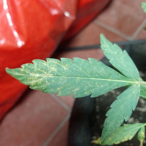 Wonder Pie 1er cultivo growlog photo: Los puntos y manchas amarillas no sé porque salen. Estoy investigando.. de resto todo se ve normal
