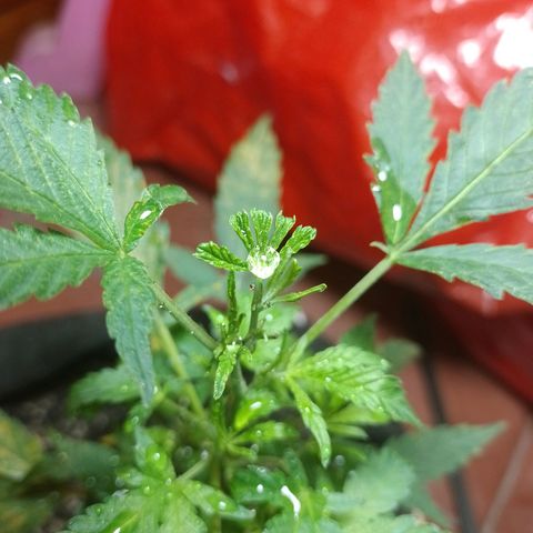 Wonder Pie 1er cultivo growlog timeline photo