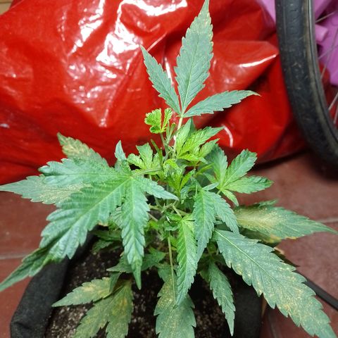 Wonder Pie 1er cultivo growlog timeline photo