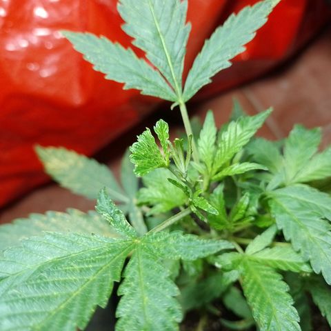 Wonder Pie 1er cultivo growlog timeline photo