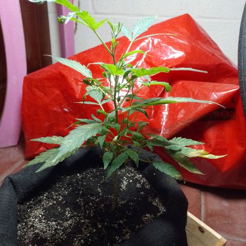 Wonder Pie 1er cultivo growlog timeline photo