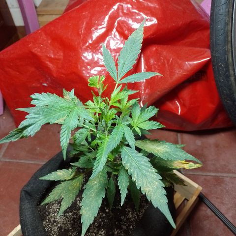 Wonder Pie 1er cultivo growlog timeline photo