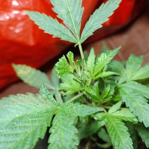 Wonder Pie 1er cultivo growlog timeline photo