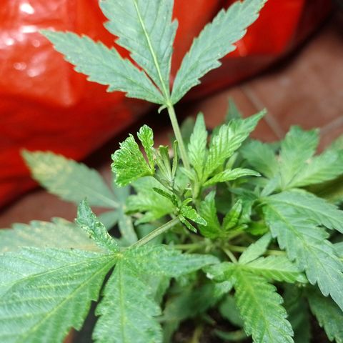 Wonder Pie 1er cultivo growlog timeline photo