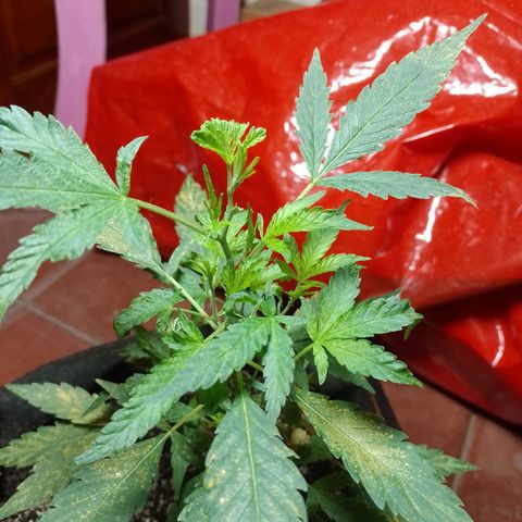 Wonder Pie 1er cultivo growlog timeline photo