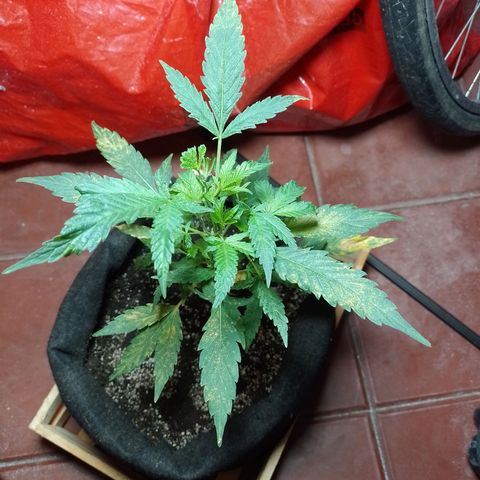 Wonder Pie 1er cultivo growlog timeline photo
