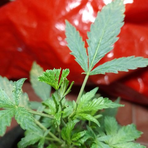Wonder Pie 1er cultivo growlog timeline photo