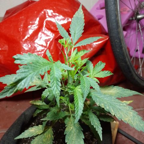 Wonder Pie 1er cultivo growlog timeline photo