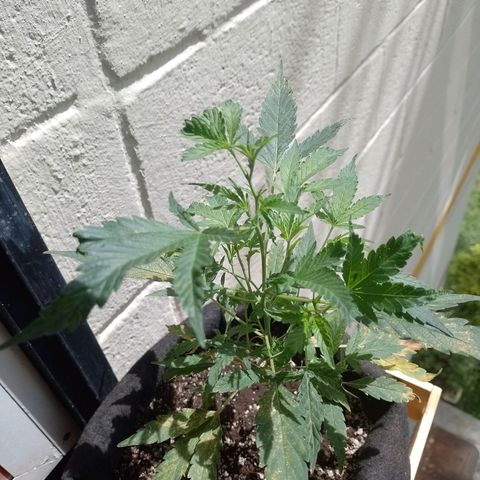 Wonder Pie 1er cultivo growlog timeline photo