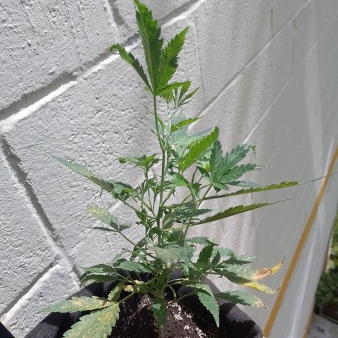 Wonder Pie 1er cultivo growlog timeline photo