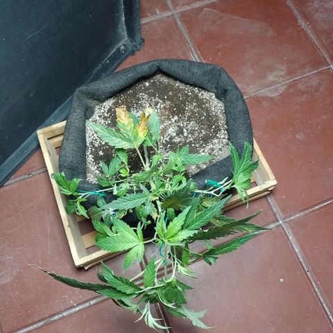 Wonder Pie 1er cultivo growlog timeline photo
