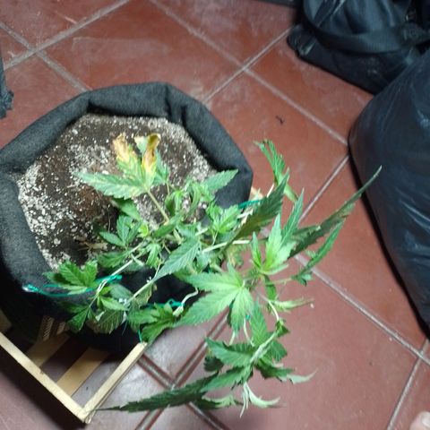 Wonder Pie 1er cultivo growlog timeline photo