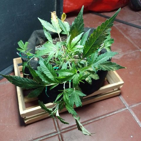 Wonder Pie 1er cultivo growlog timeline photo