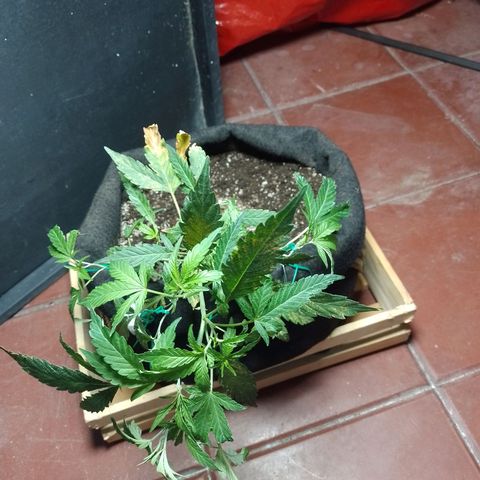Wonder Pie 1er cultivo growlog timeline photo