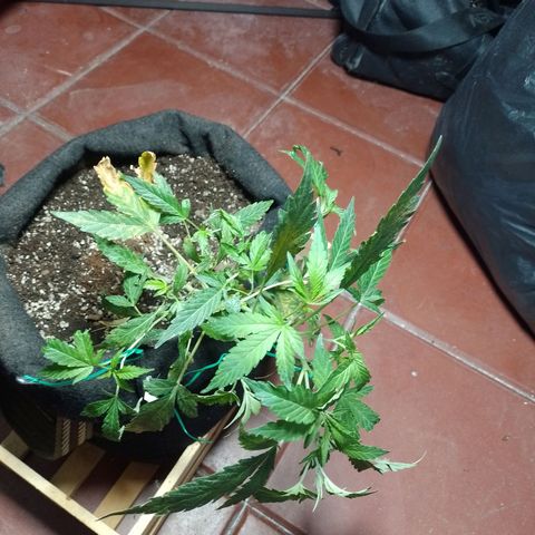 Wonder Pie 1er cultivo growlog timeline photo