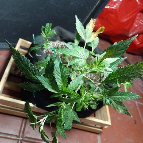 Wonder Pie 1er cultivo growlog timeline photo