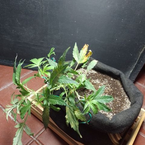 Wonder Pie 1er cultivo growlog timeline photo