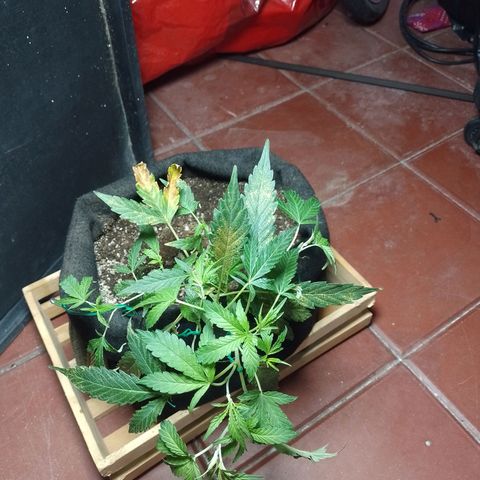 Wonder Pie 1er cultivo growlog timeline photo