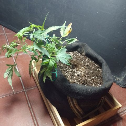 Wonder Pie 1er cultivo growlog timeline photo
