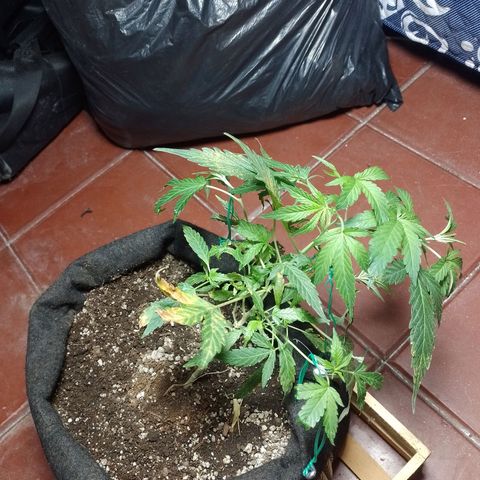 Wonder Pie 1er cultivo growlog timeline photo
