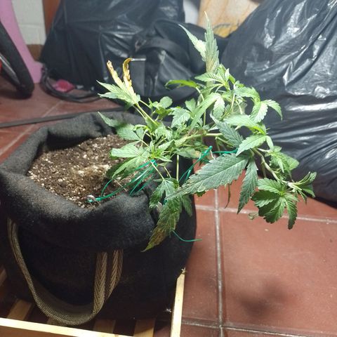 Wonder Pie 1er cultivo growlog timeline photo