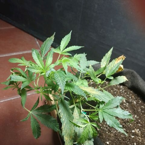 Wonder Pie 1er cultivo growlog timeline photo