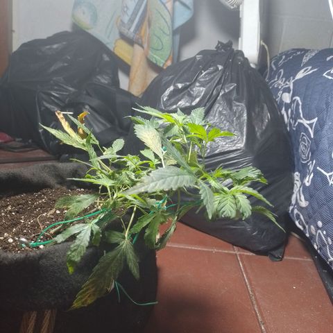 Wonder Pie 1er cultivo growlog timeline photo