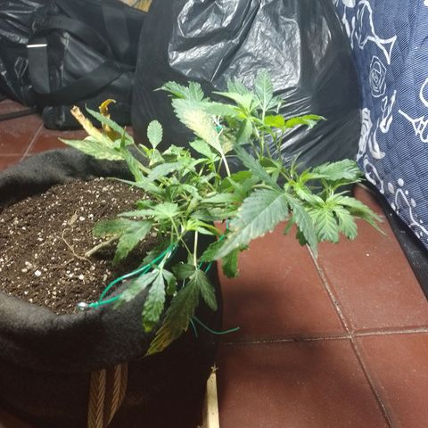 Wonder Pie 1er cultivo growlog timeline photo