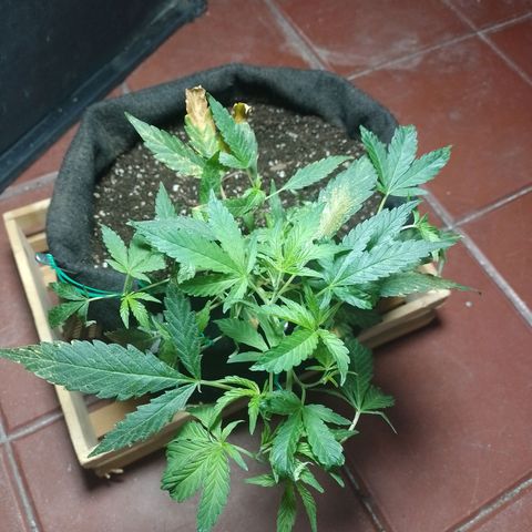 Wonder Pie 1er cultivo growlog timeline photo