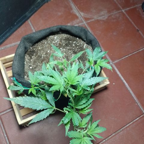 Wonder Pie 1er cultivo growlog timeline photo