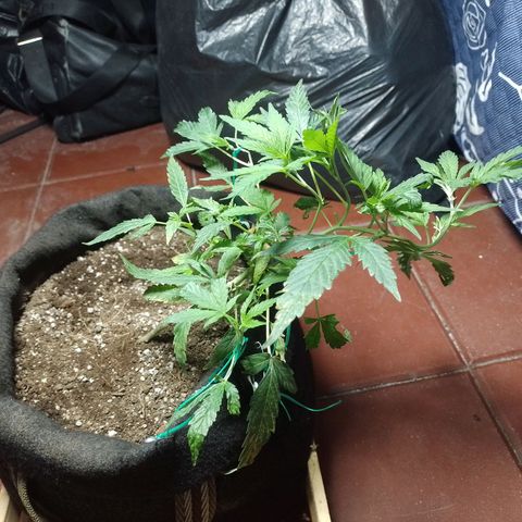 Wonder Pie 1er cultivo growlog timeline photo