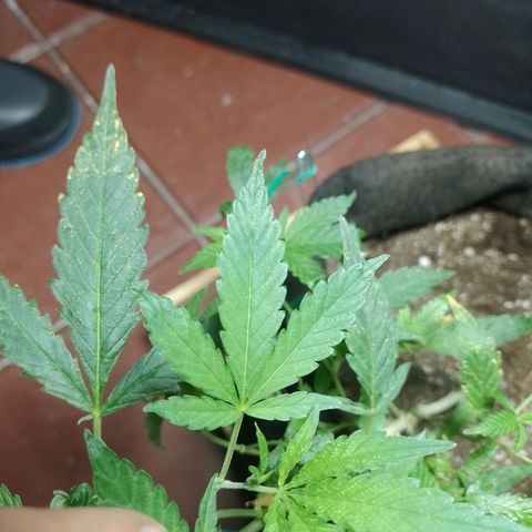 Wonder Pie 1er cultivo growlog timeline photo