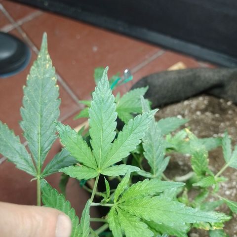 Wonder Pie 1er cultivo growlog timeline photo